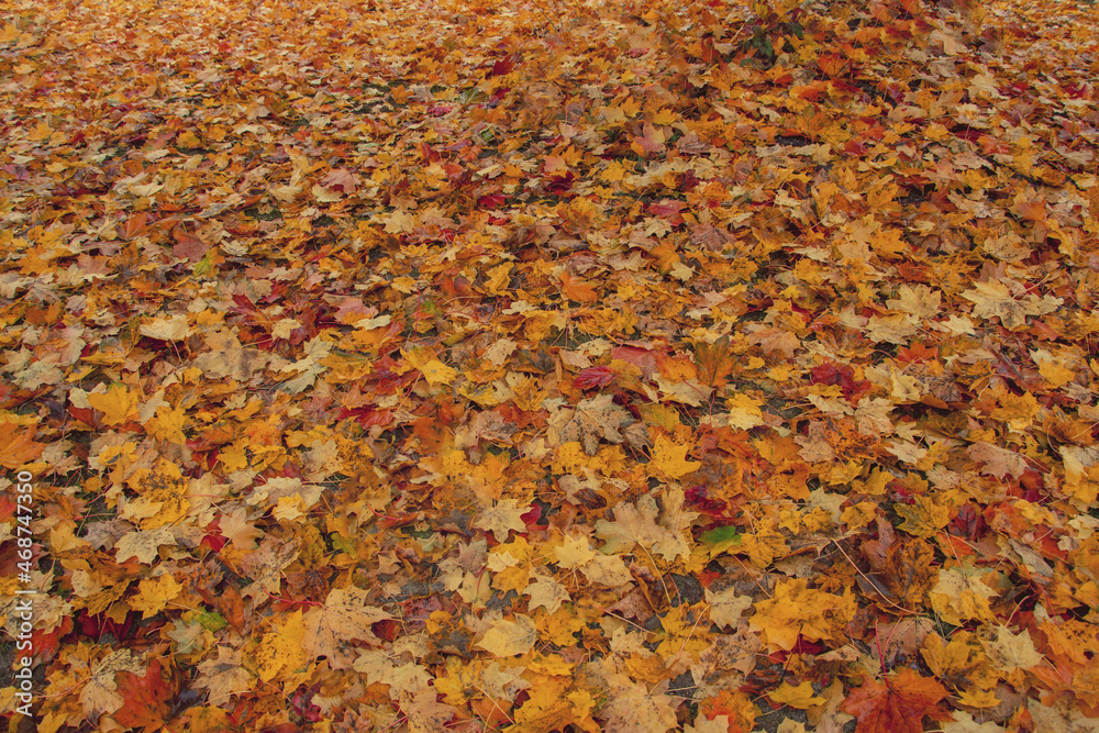 autumn foggy weather in the fall in the park. yellow fallen leaves autumn foggy weather in the fall in the park. yellow fallen leaves