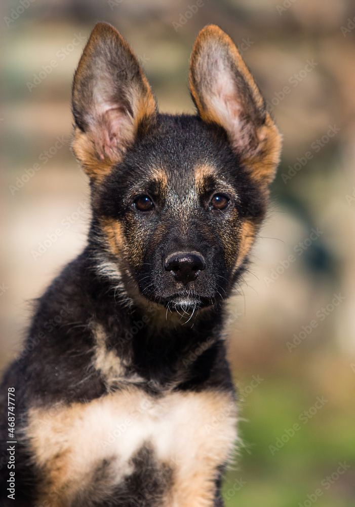 German shepherd puppy dog outdoors German shepherd puppy dog outdoors