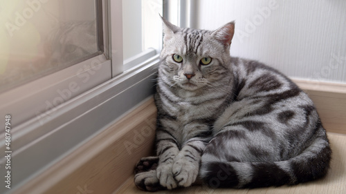 Cat is looking and sitting indoors living room on wooden floor near window frame background with copy space, American shorthair classic silver calm and relaxed, Pets with cute and cuddly expressions.