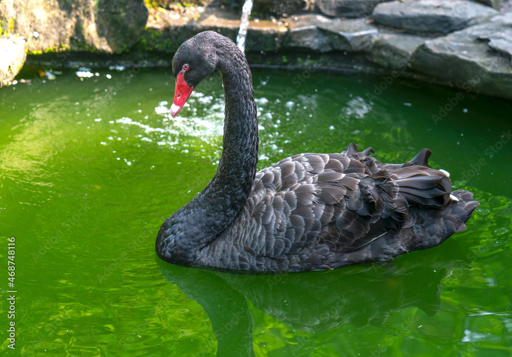 Fototapeta premium Swan in the wildlife sanctuary. They are a species of bird in the duck family with a length of 125 to 170 cm, the main plumage is pure white with orange spots with black border
