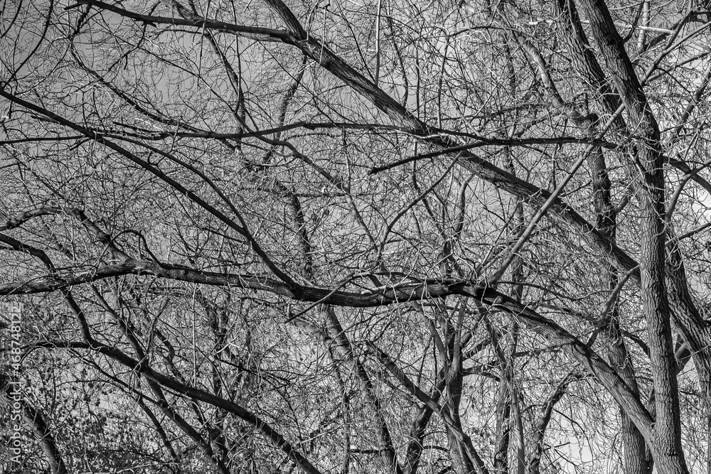 Intertwined tree branches on a cold winter morning Intertwined tree branches on a cold winter morning