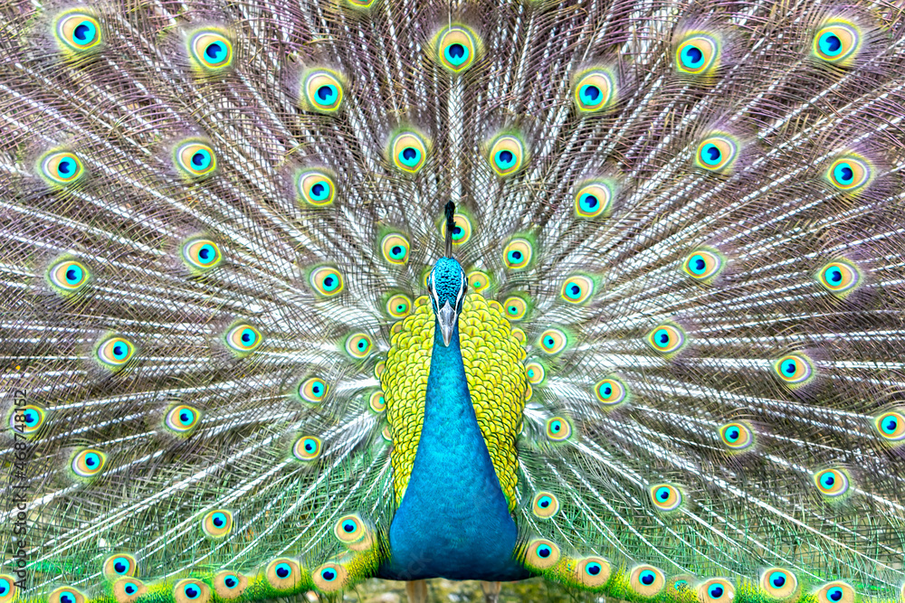 Obraz premium Close up of a elegant Indian male peacock bird displaying his beautiful feather tail in a public park