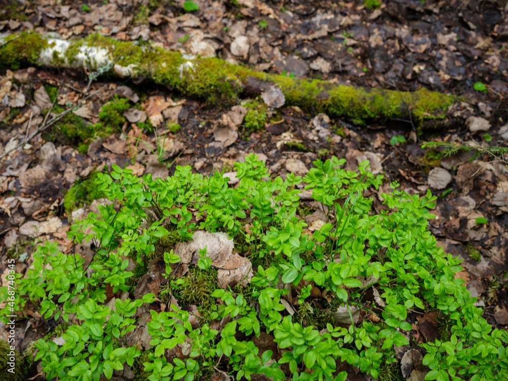 summer green foliage textures in forest nature summer green foliage textures in forest nature