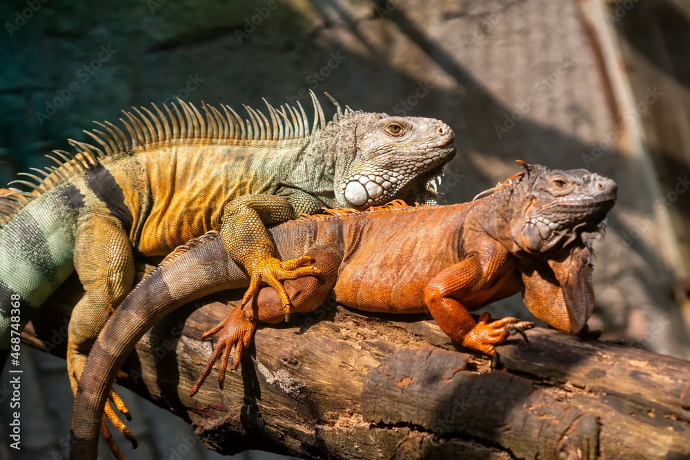 Lizard families together is looking to the future so cute in a public park Lizard families together is looking to the future so cute in a public park