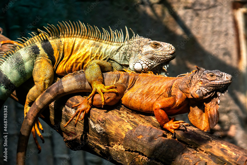 Lizard families together is looking to the future so cute in a public park Lizard families together is looking to the future so cute in a public park
