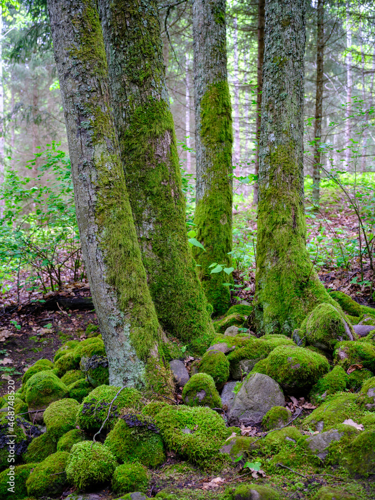 large rocks in green summer forest