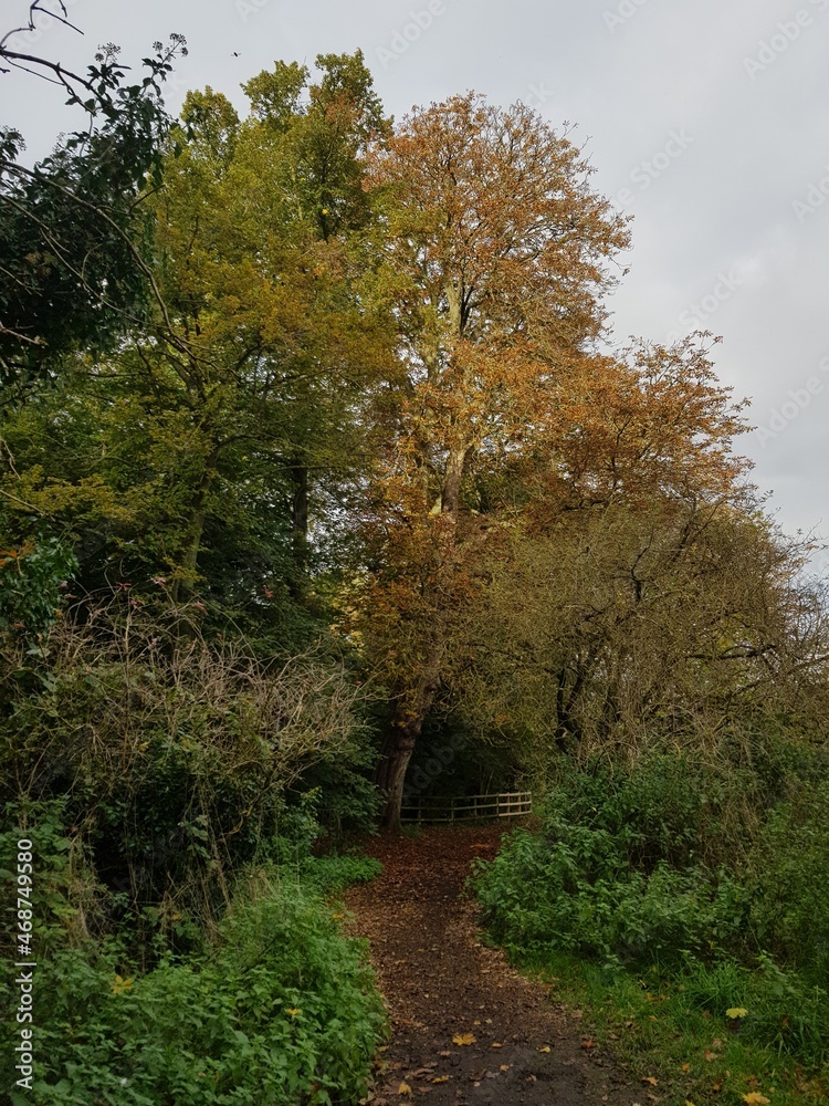 Naklejka premium Tree alley in East Town Park in Haverhill, Suffolk