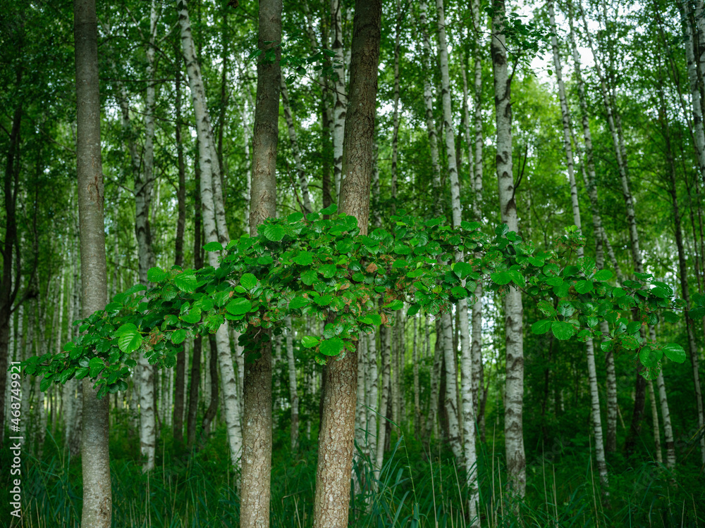 birch tree grove in summer green forest birch tree grove in summer green forest