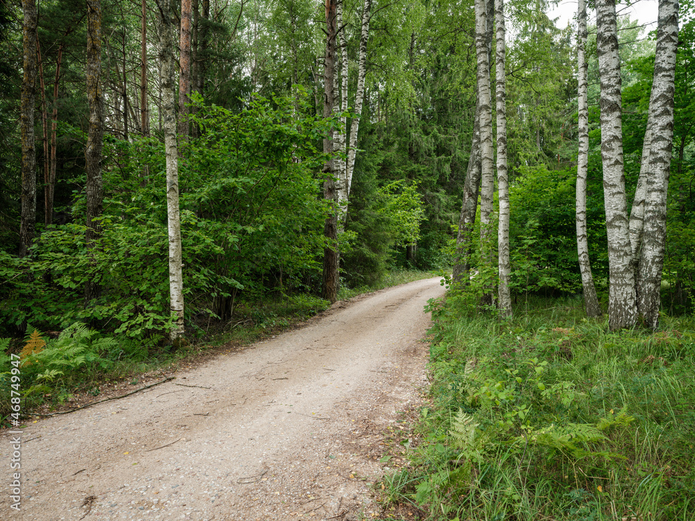 Fototapeta premium birch tree grove in summer green forest