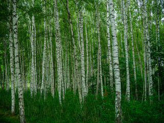 Fotobehang Berkenbos Groen berkenbos op zomerse middag  © Martins Vanags