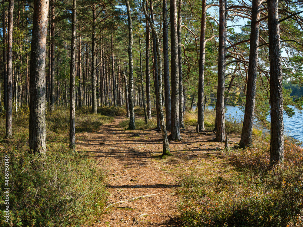 Fototapeta premium abstract tree trunk texture wall in natural forest