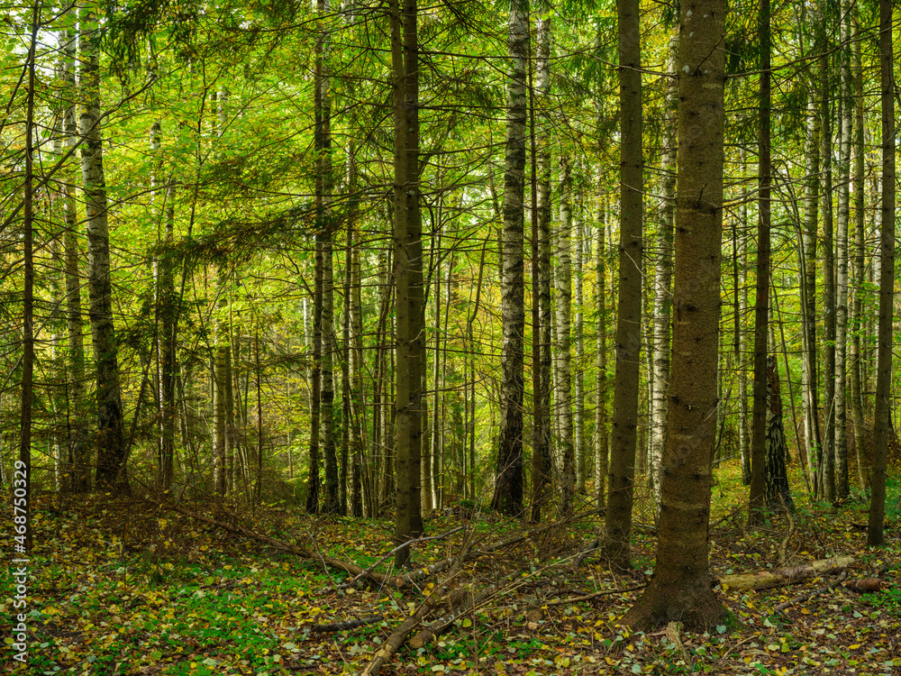 Fototapeta premium abstract tree trunk texture wall in natural forest