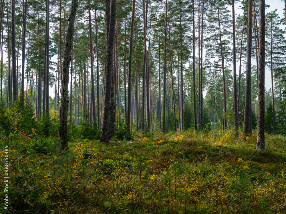 Fototapeta premium abstract tree trunk texture wall in natural forest