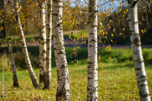 birch tree grove in summer green forest