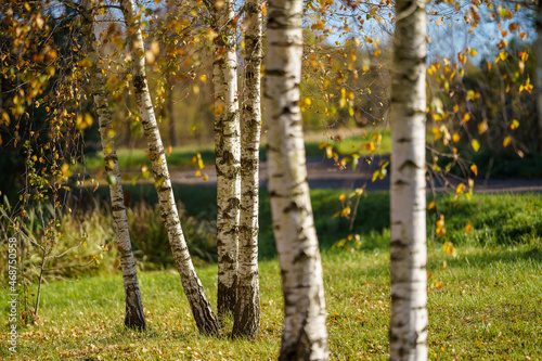 birch tree grove in summer green forest