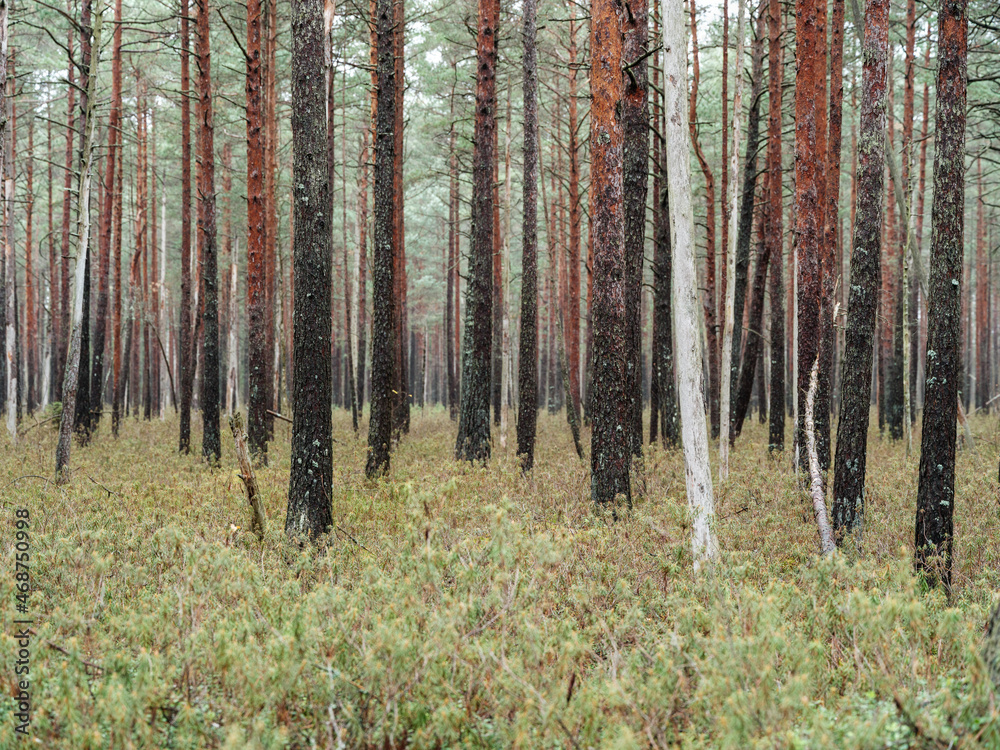 Fototapeta premium abstract tree trunk texture wall in natural forest