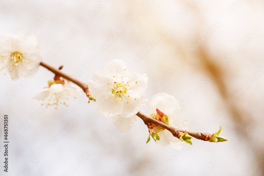 Apricot tree blossoms Stock Photo Adobe Stock