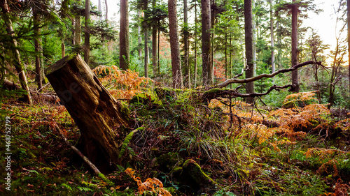 The uprooted tree in the forest photo
