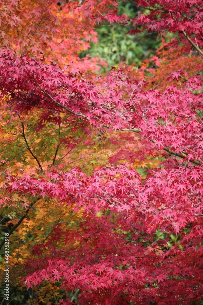 Indian summer in Japan, Kyoto. They are called Momiji in Japanese and attract a lot of tourists during Indian summer in Japan, Kyoto. They are called Momiji in Japanese and attract a lot of tourists during