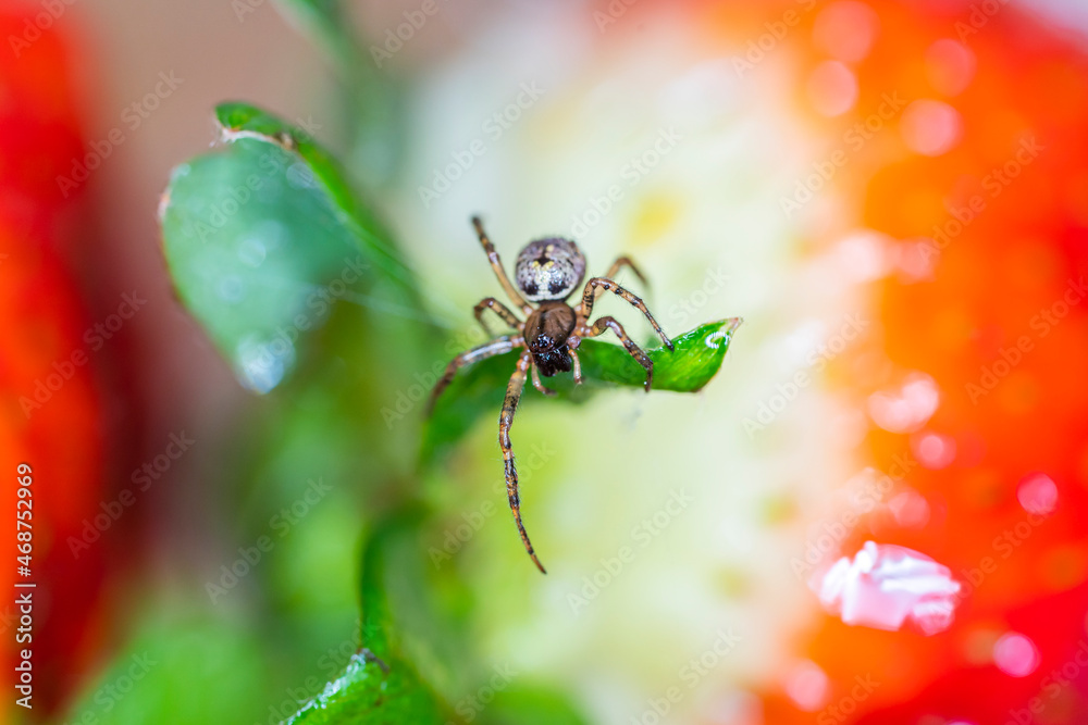 Strawberry spider, macro photography, tiny creature Strawberry spider, macro photography, tiny creature