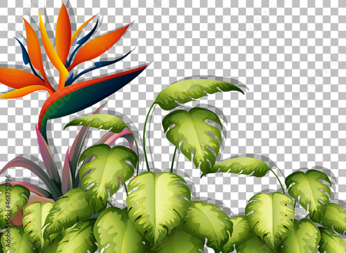 Tropical plant on transparent background