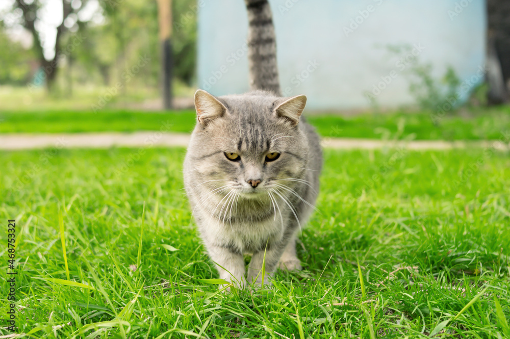 A gray cat walks on the green grass in summer.