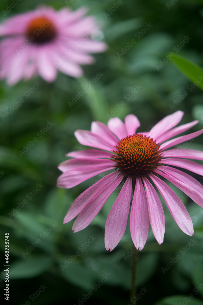 Obraz premium Purple coneflowers in in focus background out of focus