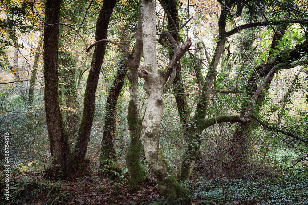 Respryn wood in autumn fall Cornwall England uk Respryn wood in autumn fall Cornwall England uk