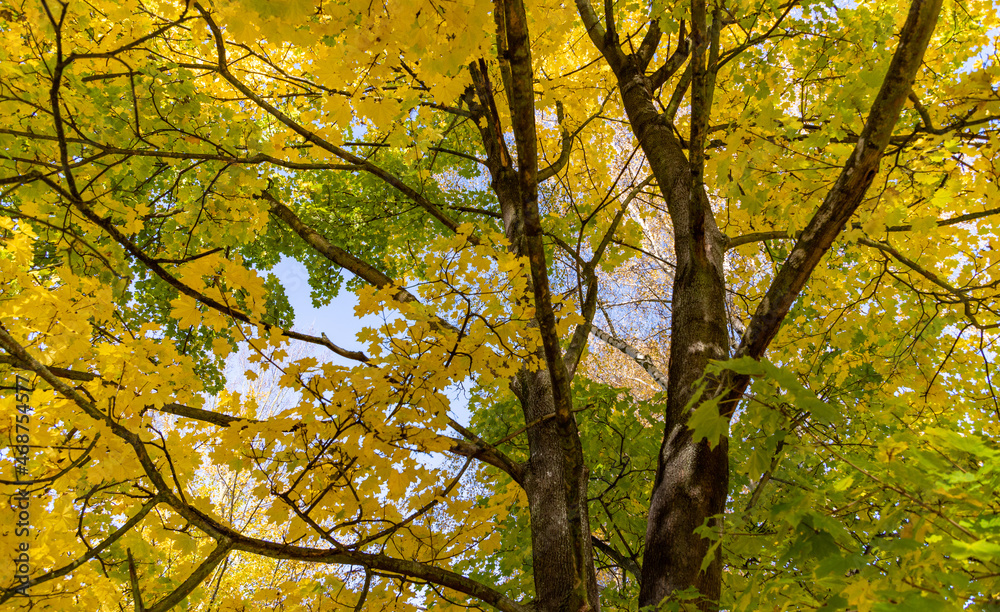 Fall Yellow and Green Foliage Fall Yellow and Green Foliage