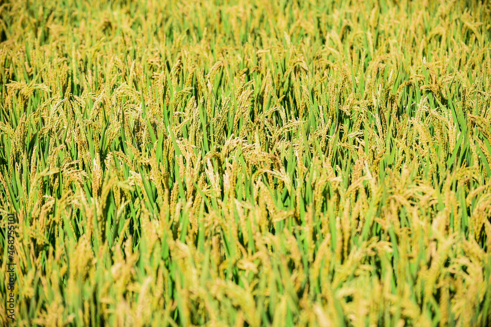 During the harvest season in autumn, golden paddy fields and rice grow and mature in the fields