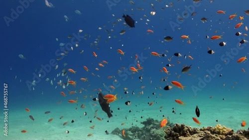 Orange Reef Fish swimming over sandy reef in the Red Sea photo