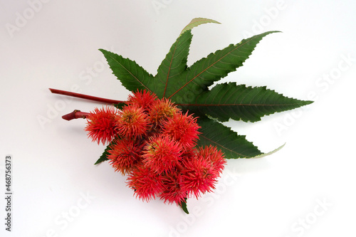 Red flowers and green leaves of castor oil plant on white background photo