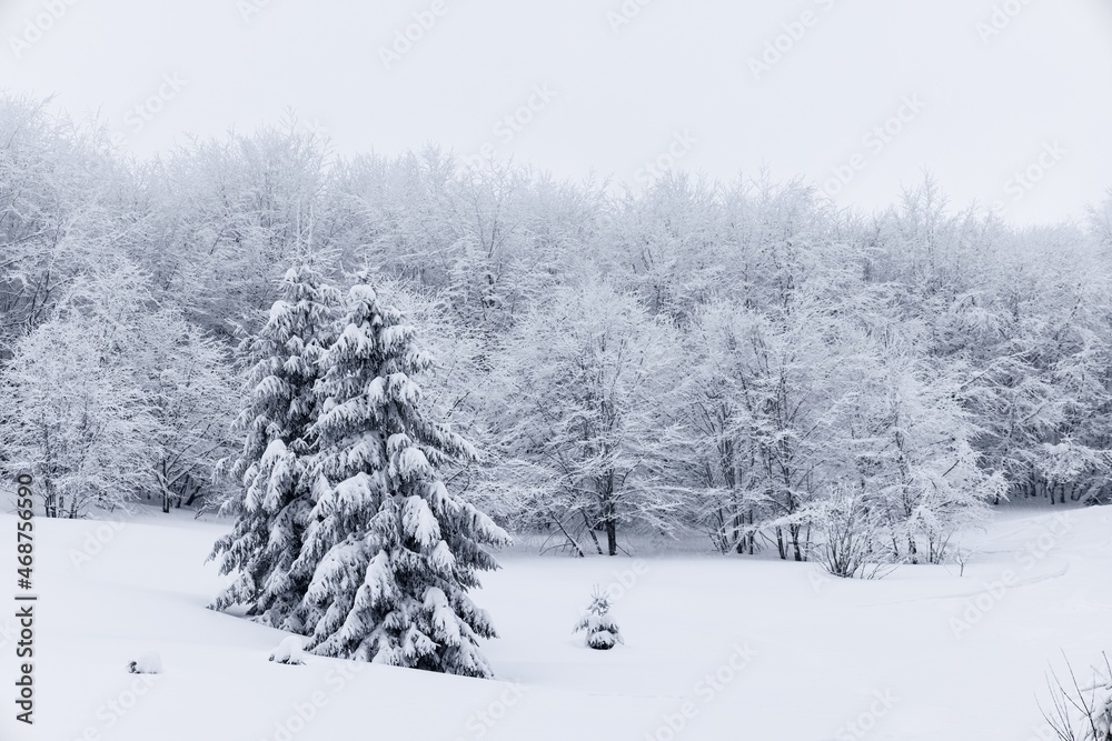 Harsh winter landscape beautiful snowy fir trees Harsh winter landscape beautiful snowy fir trees