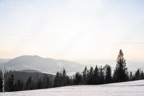 Fascinating sunny landscape of a winter forest © YouraPechkin