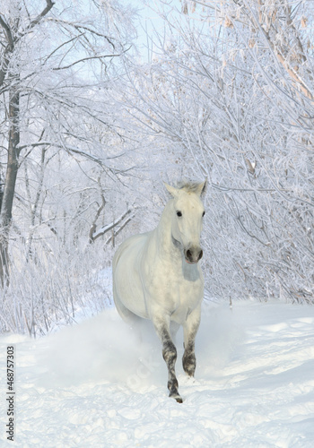 Beautiful white horse galloping in winter woods