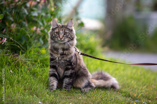 фотографія Norwegian Forest cat, 10 month. Classic Torbie
