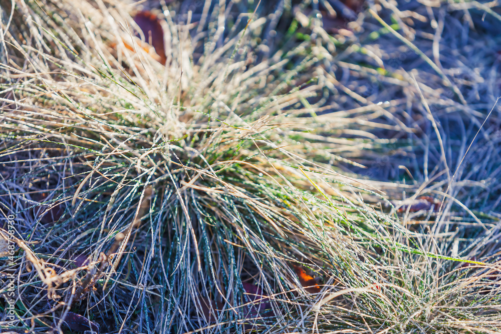 Meadow fescue (or wild fescue) in and frost crystals at sunrise in the garden in late autumn. Selective focus, close-up, copy space. Meadow fescue (or wild fescue) in and frost crystals at sunrise in the garden in late autumn. Selective focus, close-up, copy space.