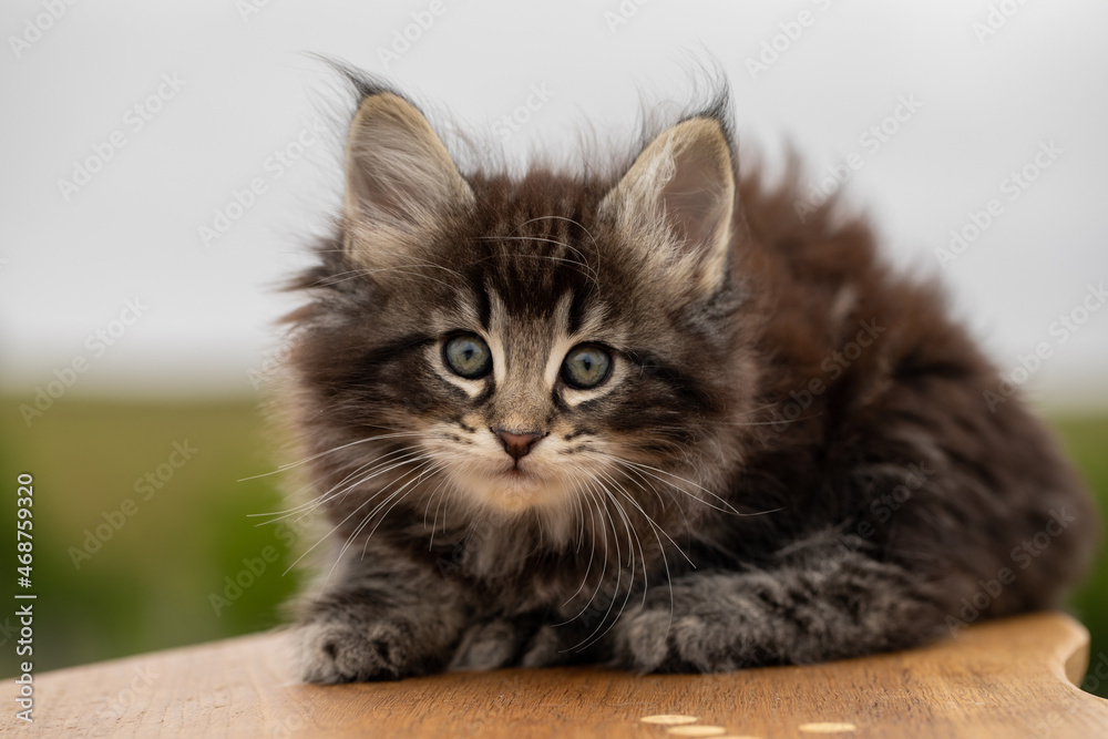 portrait of a cat, norwegian forest cat, kitten classic tabby