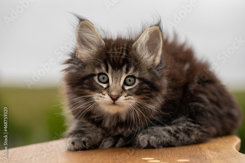 portrait of a cat, norwegian forest cat, kitten classic tabby photo