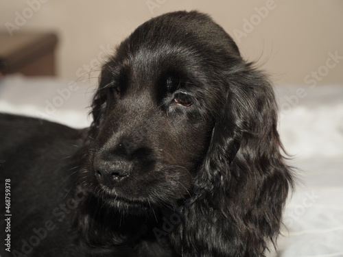 dog, cocker puppy three months old