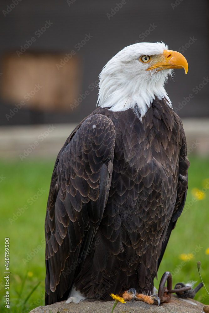 Obraz premium american bald eagle