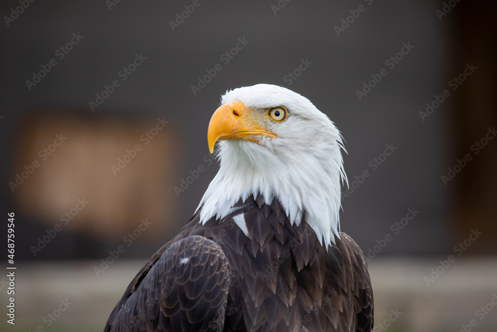 american bald eagle american bald eagle