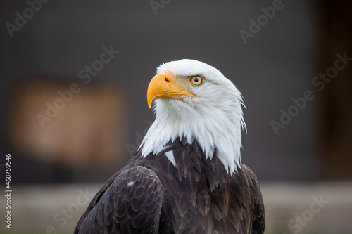 american bald eagle © annie