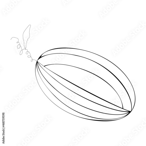 An outline vector illustration of a cut melon isolated on transparent background. Designed in black and white colors for web concepts, prints, templates