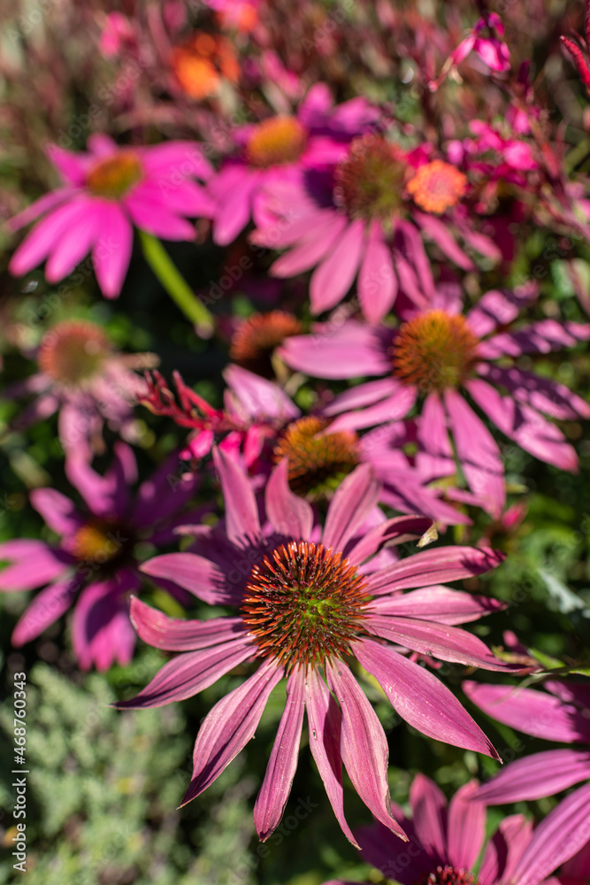 Fototapeta premium Blumenblüten wildlife