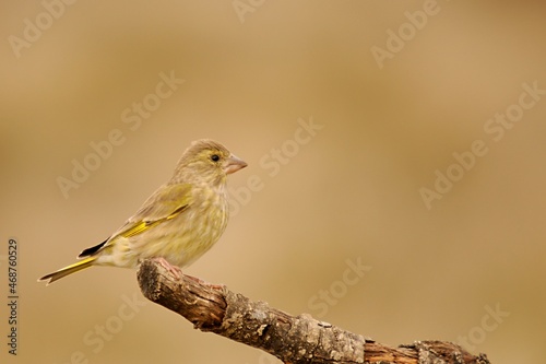 Bild auf Leinwand Serinus serinus or green serin, perched on a twig.