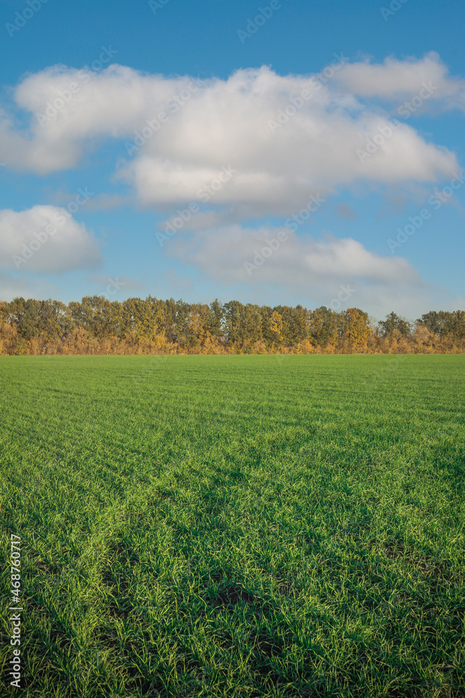 green sown fields in autumn in Russia