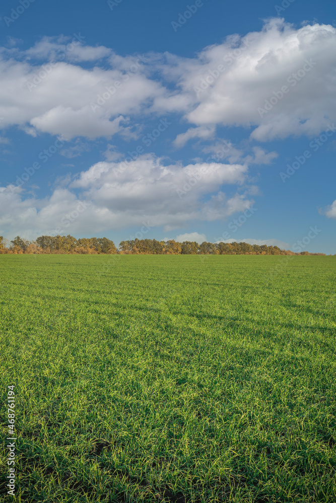 green sown fields in autumn in Russia