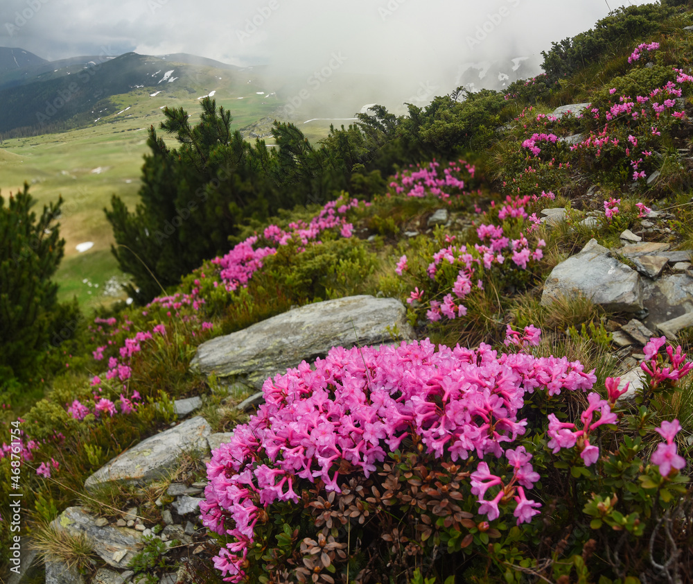 Obraz premium An alpine grassland full of pink mountain rhododendron, under a hazy sky and white mist. Parang mountains, Romania