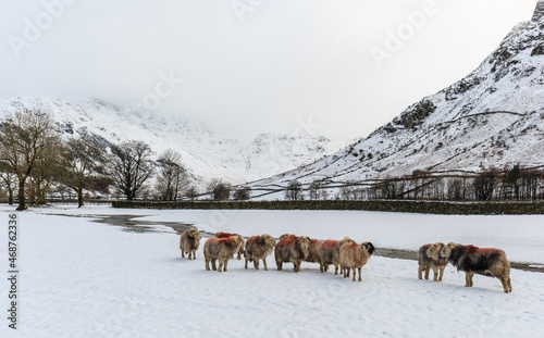 Herdwick sheep in the Langdale Valley, The Lake District, England